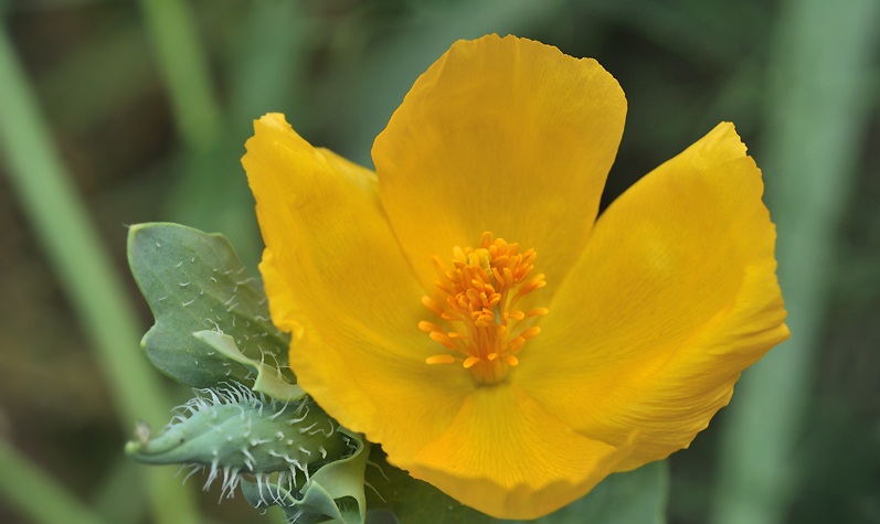 Gluacium Flavum Seeds (Yellow Horned Poppy, Sea Poppy) - Click Image to Close